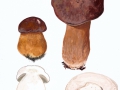 Boletus aereus Bull.:Fr. , Bronze-Röhrling