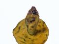 Boletus junquilleus (Quél.) Boud. , Falscher Schwefel-Röhrling , Narzissen-Röhrling ,  NPH