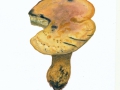 Boletus junquilleus (Quél.) Boud. , Falscher Schwefel-Röhrling, Narzissen-Röhrling ,  NPH