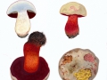 Boletus rhodoxanthus (Krombh.) Kallenb. , Purpur-Röhrling , Blasser Purpur-Röhrling