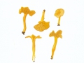 Cantharellus tubaeformis fm. (Bull.:Fr.) Fr. , Trompetenpfifferling, Durchbohrter Leistling , gelbe Form , NPH