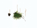 Clavaria falcata Pers.:Fr. , Weißes Keulchen