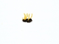 Clavulinopsis helvola (Pers.:Fr.) Corner , Goldgelbe Wiesenkeule