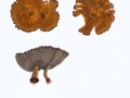 Coltricia cinnamomea (Jaquin) Murrill , Zimtfarbener Dauerporling