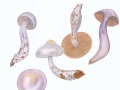 Cortinarius  (Ser.) alboviolaceus (Pers.:Fr.) Fr. , Weißvioletter Dickfuß