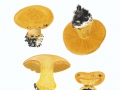 Cortinarius  (Phleg.) alcalinophilus Rob. Henry , Leoparden-Klumpfuß , Fuchsiger Klumpfuß
