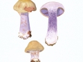 Cortinarius  (Phleg.) anserinus (Velen.) Rob.Henry , Buchen-Klumpfuß