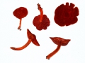 Cortinarius (Derm.) cinnabarinus  Fr. , Zinnoberroter Hautkopf , NPH