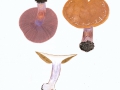 Cortinarius (Phleg.) glaucopus (Schaeff.:Fr.) Fr. s.l. , Reihiger Klumpfuß