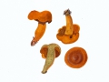 Cortinarius (Derm.) malicorius  Fr. , Orangegrüner Hautkopf ,  NPH