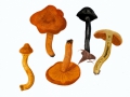 Cortinarius (Derm.) malicorius Fr. , Orangegrüner Hautkopf , NPH