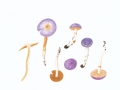 Cortinarius (Myx.) salor Fr. , Blauer Schleimfuß