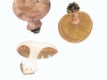 Cortinarius (Phleg.) spec.