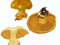 Cortinarius (Phleg,) spec.