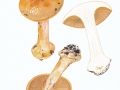 Cortinarius (Phleg.) talus Fr. , Falbblättriger Honig-Klumpfuß