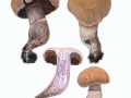 Cortinarius (Tel.) torvus  (Fr.:Fr.) Fr. , Wohlriechender Gürtelfuß , NPH