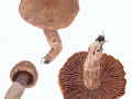 Cortinarius (Tel.) torvus  (Fr.:Fr.) Fr. , Wohlriechender GürtelfußNPH