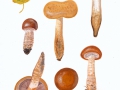 Cortinarius (Phleg.) triumphans Fr. , Gelbgestiefelter Schleimkopf , NPH