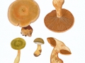 Cortinarius (Lep.) venetus (Fr.:Fr.) Fr. , Grüner Raukopf