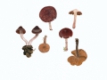 Cortinarius (Tel.) vernus Lindström & Melot , Rosastieliger Frühlings-Wasserkopf,