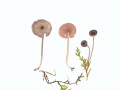 Entoloma chloropolium (Fr.) M.M.Mos. , Grünstieliger Rötling