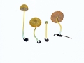 Entoloma incanum (Fr.:Fr.) Hesler , Braungrüner Rötling