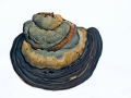 Ganoderma pfeifferi Bres. , Kupferroter Lackporling , NPH
