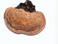 Ganoderma pfeifferi Bres. , Kupferroter Lackporling ,  NPH