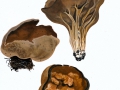 Helvella acetabulum (L.) Quél. , Hochgerippter Becherling