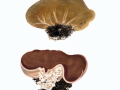 Helvella acetabulum (L.) Quél. , Hochgerippter Becherlling