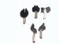 Helvella lacunosa Afzel.:Fr. , Gruben-Lorchel