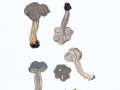 Helvella phlebophora Pat. & Doass. , Rillstielige Lorchel ,  NPH