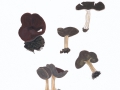 Helvella queletii Bres. , Rippenstielige Becher-Lorchel ,  NPH