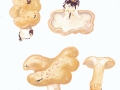 Hydnum repandum L.:Fr. , Semmel-Stoppelpilz , NPH