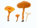 Hygrophoropsis  aurantiaca (Wulfen:Fr.) Maire , Falscher Pfifferling , Orangefarbener Afterleistling