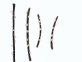 Hymenoscyphus pseudoalbidus Queloz et al. , Falsches Weißes Stängelbecherchen