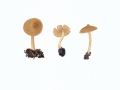 Inocybe flocculosa (Berk.) Sacc. , Flockiger Risspilz ,  NPH
