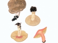 Lactarius acris (Bolton:Fr.) Gray , Schmieriger Korallen-Reizker , Rosaverfärbender Milchling , NPH