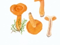 Lactarius porninsis Rolland , Lärchen-Milchling