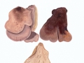Lentinellus castoreus (Fr.) Kühn. & Mre. , Fastmilder Zähling