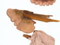 Lentinellus castoreus (Fr.) Kühn. & Mre. , Fastmilder Zähling