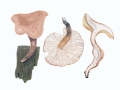 Lentinus adhaerens (Alb. & Schwein.:Fr.) Fr. , Harziger Sägeblättling , NPH