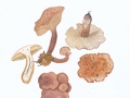 Lentinus adhaerens (Alb. & Schwein.:Fr.) Fr. , Harziger Sägeblättling ,  NPH