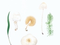 Lepiota erminea (Fr.) Gill. , Rettich-Schirmling , Weißer Schirmling