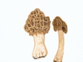 Morchella esculenta  (L.) Pers. , Speise-Morchel