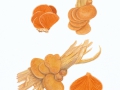 Phyllotopsis nidulans (Pers.:Fr.) Singer , Orangeseitling , NPH