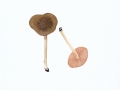 Pluteus phlebophorus (Ditm.:Fr.) Kumm. ss.auct. , Runzeliger Dachpilz