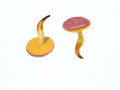 Aureoboletus gentilis (Quél.) Pouzar , Goldporiger Röhrling , Lachsroter Schmierröhrling
