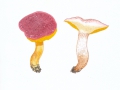 Aureoboletus gentilis (Quél.) Pouzar , Goldporiger Röhrling , Lachsroter Schmierröhrling