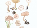 Rhodocybe fallax (Quél.) Singer , Weißer Tellerling